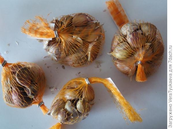 Все сорта на одном листе бумаги.