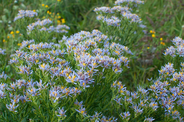 Астра очитколистная