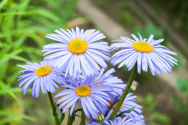 Астра альпийская