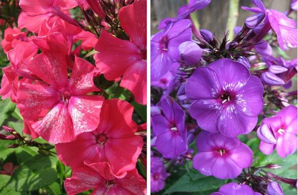 Заражённые цветки, как правило, и в бутонах уже имеют характерное искажение цвета