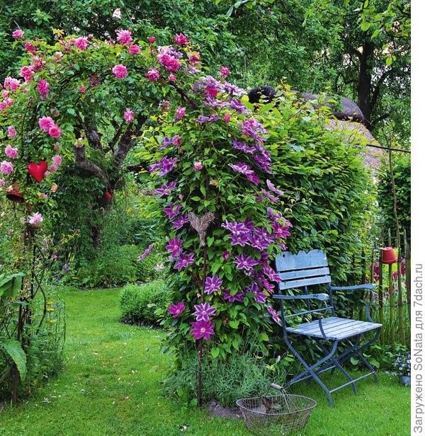 Арку, увитую с одной стороны плетистой розой, с другой - крупноцветковым клематисом, можно использовать для зонирования большого участка.