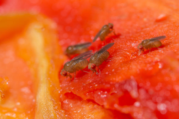 Дрозофилам нужны плоды