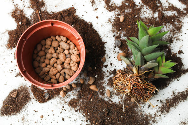 Хороший дренаж поможет снизить численность ногохвосток