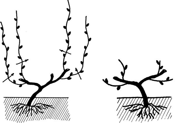 Слева схема обрезки осенью третьего года; справа - удаление пенька. Фото из книги Сад и огород. Секреты лёгких урожаев