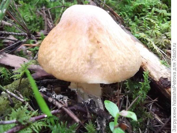 Форма шляпки гриба колпака