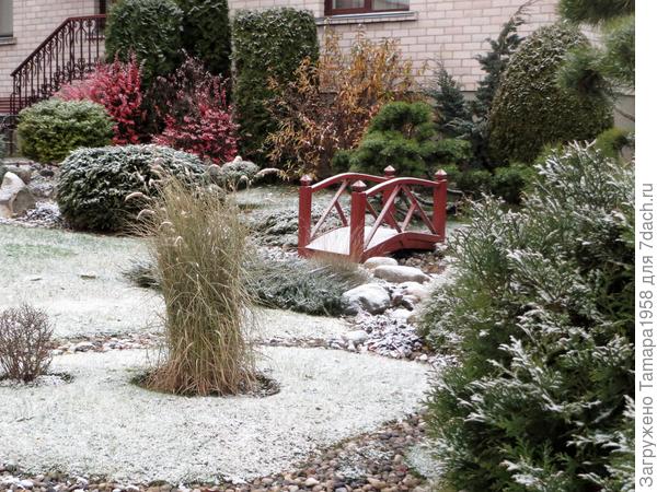 пеннисетум