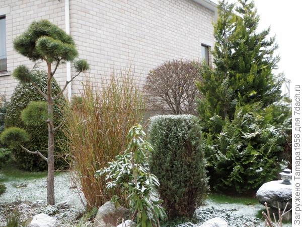 зебрина зимой