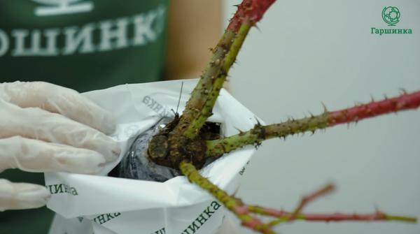 Привитую розу от корнесобственной можно отличить по небольшому пеньку у основания стебля