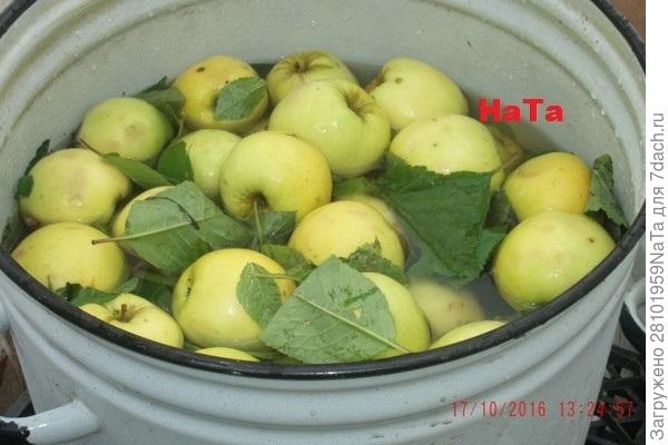 моченые яблоки
