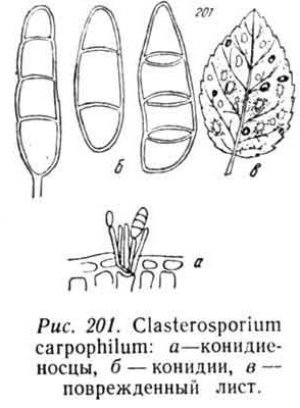 Clasterosporium carpophilum