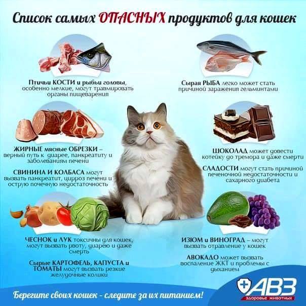 Чем кормить котенка в 1 месяц сухим кормом