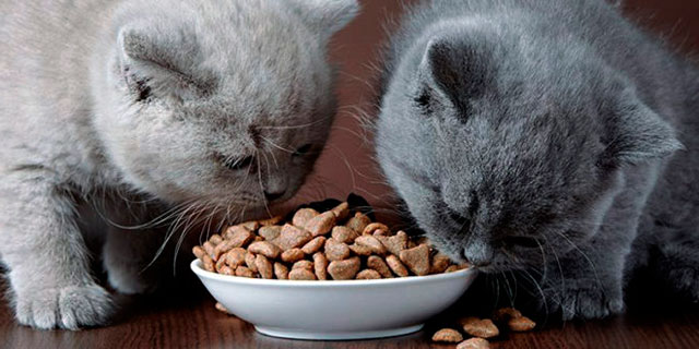 Чем кормить котенка в 1 месяц сухим кормом