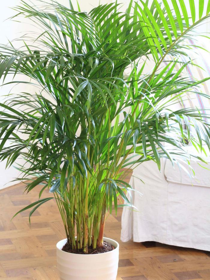 растения очищающие воздух в квартире
