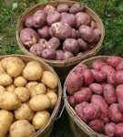Как сортировать картошку