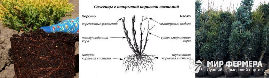 Как выбрать саженцы хвойных деревьев