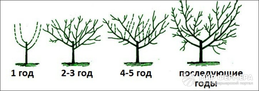 Схема обрезки вишни