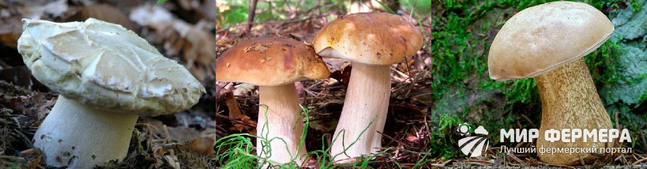 Белый березовый гриб фото