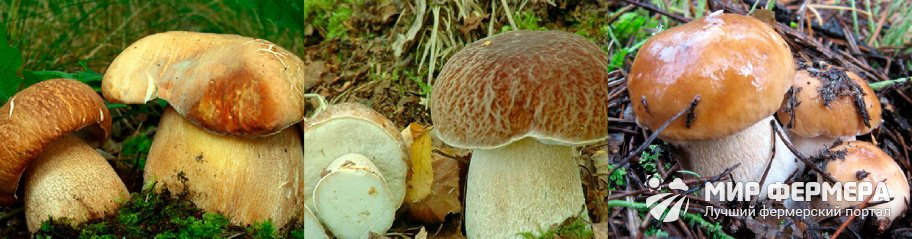 Белый гриб дубовый фото
