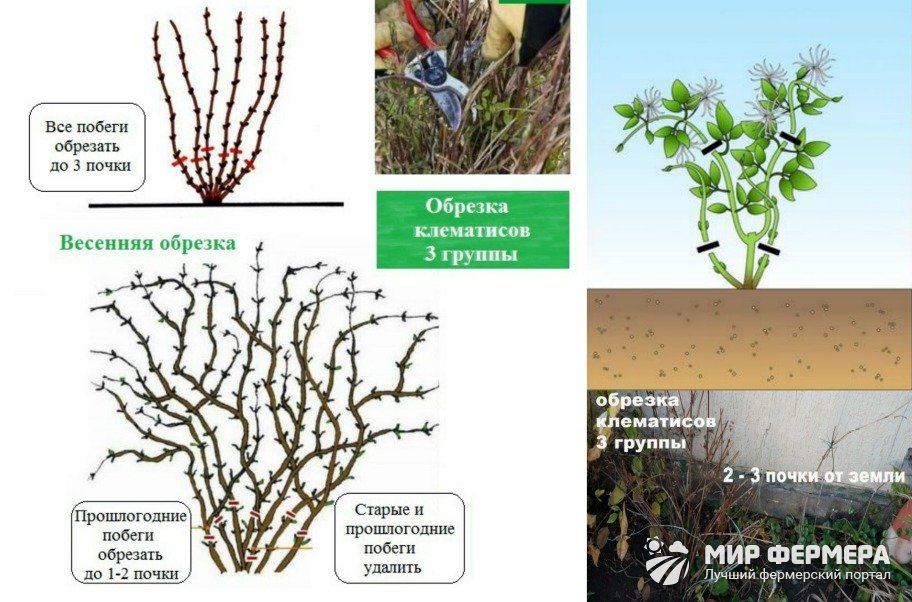 Как обрезать клематисы третьей группы
