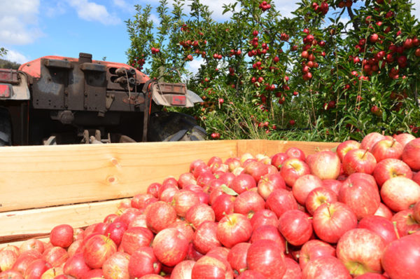 Gala apple variety being harvested at an orchard with apples sitting in a truck against a tree