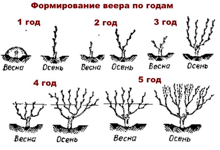 Веерная формировка винограда для чайников