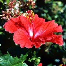 Красная суданская роза, или Каркаде
