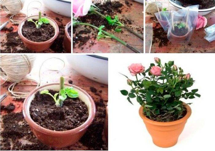 Как вырастить розу в картошке дома