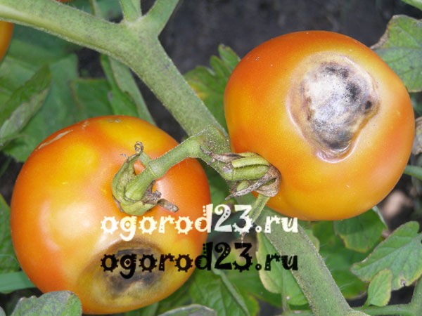 Болезни помидоров - фомоз