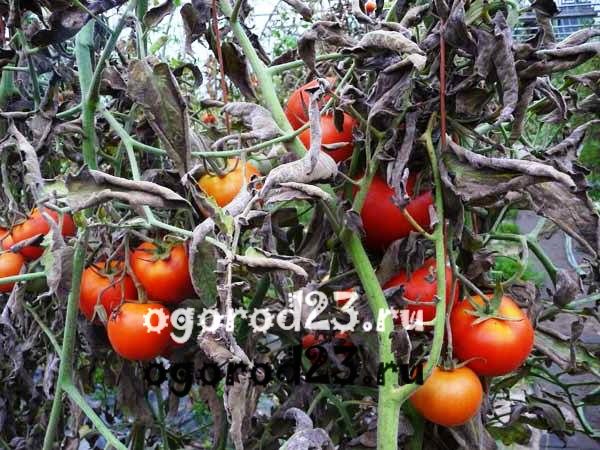 Болезни помидоров - серая гниль 1