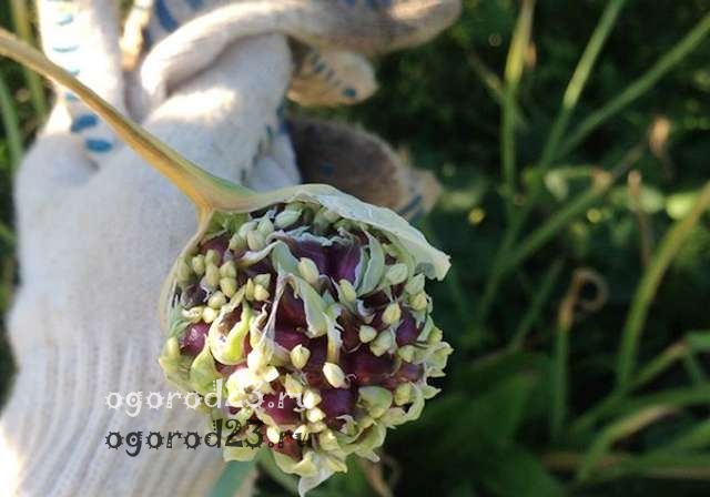 выращивание чеснока из бульбочек 1