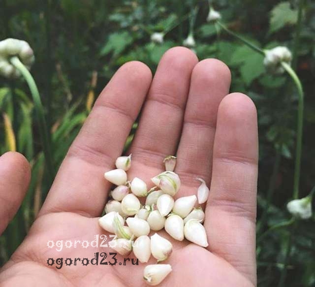 выращивание чеснока из бульбочек 2