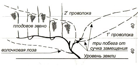 обрезка винограда 3 года