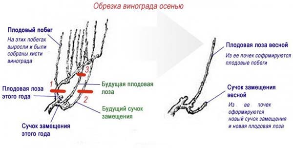 обрезка винограда осенью