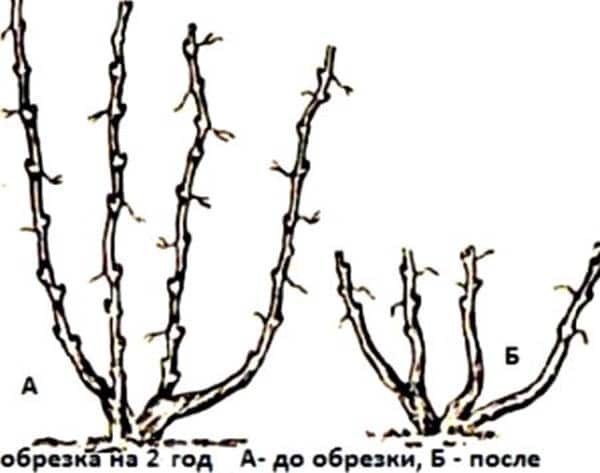 обрезка винограда второго года