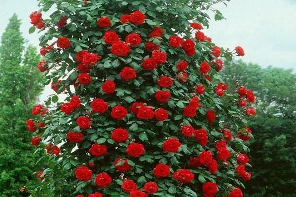 цветы роза сантана