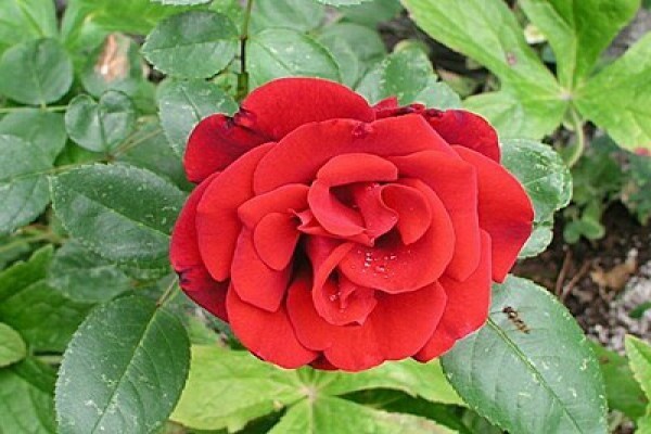 роза сантана описание