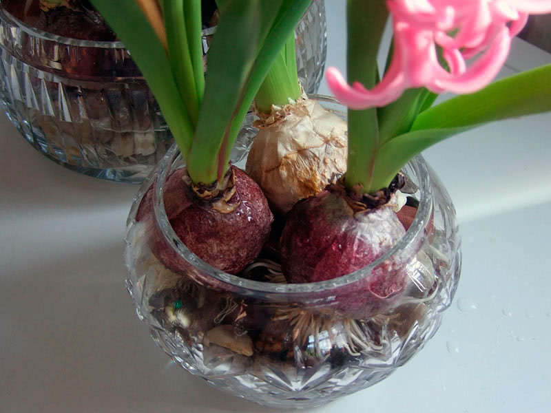 Как вырастить тюльпаны и крокусы к 8 марта дома