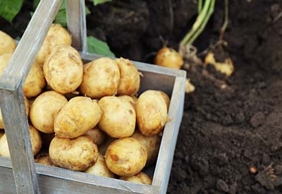 potato crates