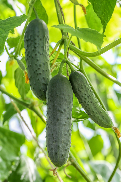 pickling cucumber varieties