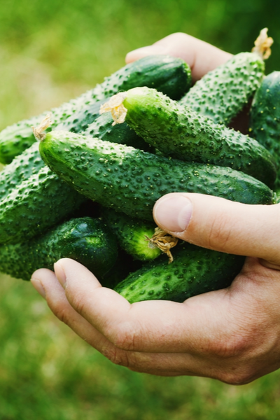 pickling cucumber varieties