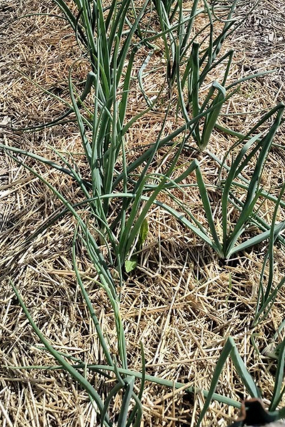 mulching fall onions