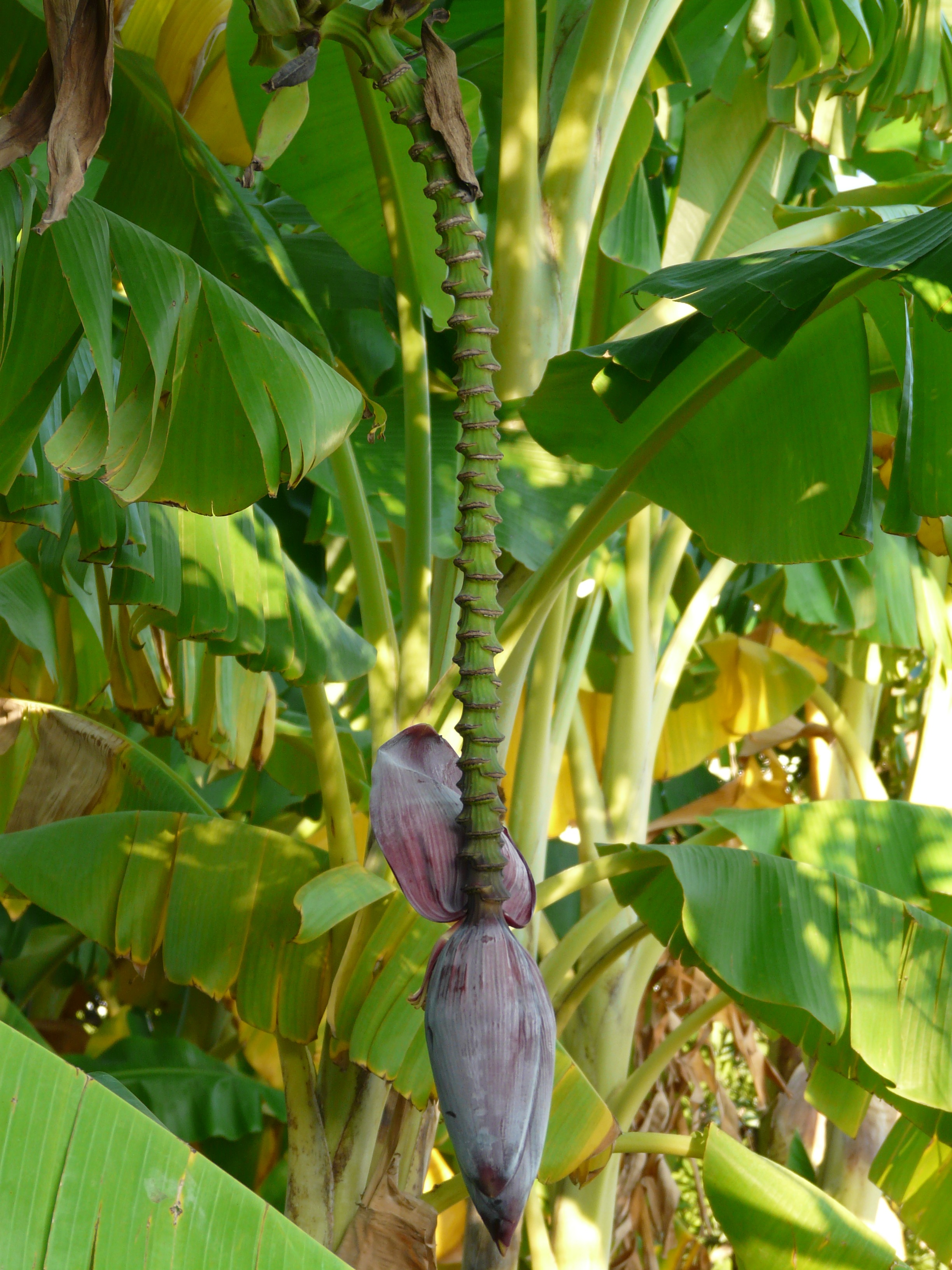 Бананы на дереве фото