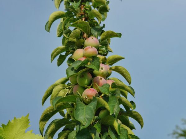 Выращивание колоновидной яблони Червонец