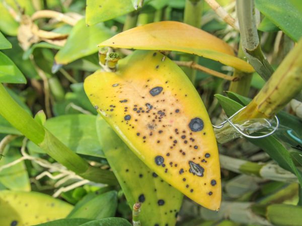 Появились пятна на листьях орхидей — методы лечения цветка