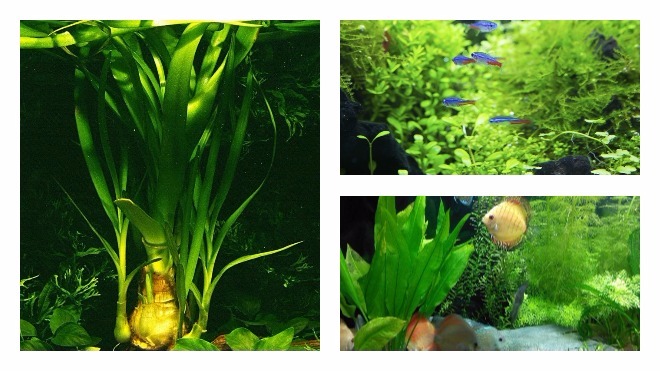 популярные виды аквариумных растений 