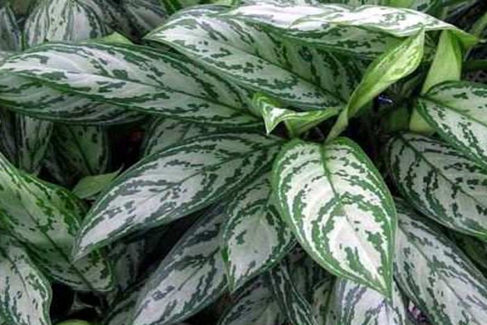 Аглаонема переменчивая (Aglaonema commutatum), либо аглаонема изменчивая