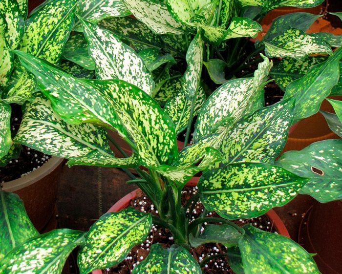 Аглаонема ребристая (Aglaonema costatum)