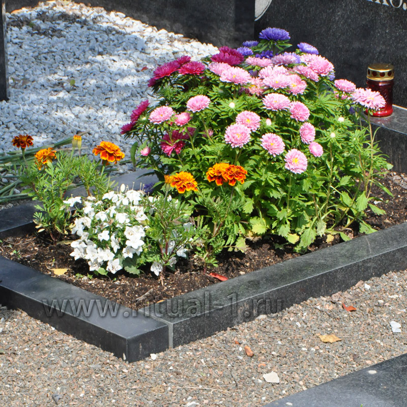 Цветы посадить на кладбище многолетние с фото