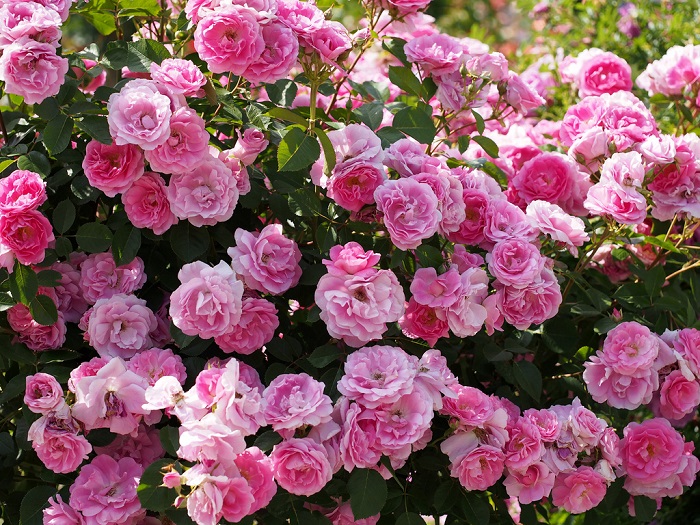 Теневыносливые розы: сорта и особенности ухода. При посадке роз в тени нужно смириться с тем, что даже у теневыносливых сортов обливного цветения не будет.