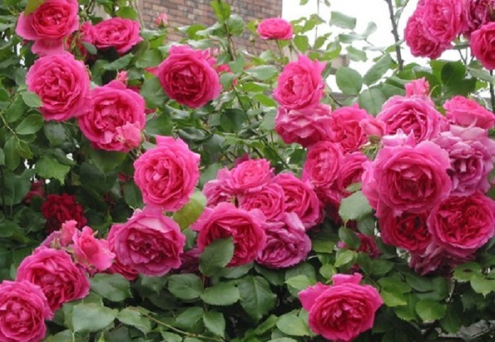 Сорт «Парад» (Parade) цветет яркими розовыми цветками в традициях старых исторических роз.